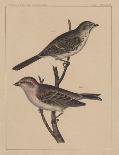 Uccelli, Tavola XXVII da American School